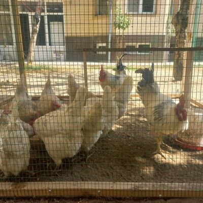Domawniy lomanni sendi tovuqlar va Adler Xorozlar