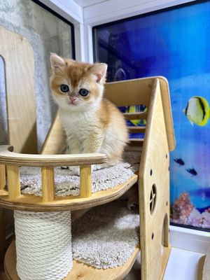 Британские котята золотая шиншилла от «Catalin_Castle»