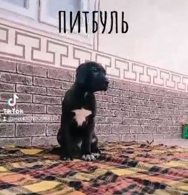 Питбуль терьер ///