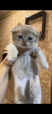 Продаются котята Фолд, без брака
