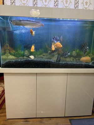 Akvarium sotiladi srochno