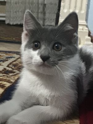 Котенок Породостый