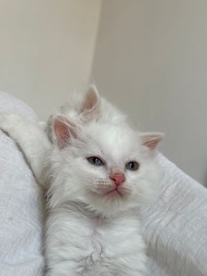Продаются котята