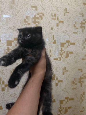 Шотландская Вислоуха кошка