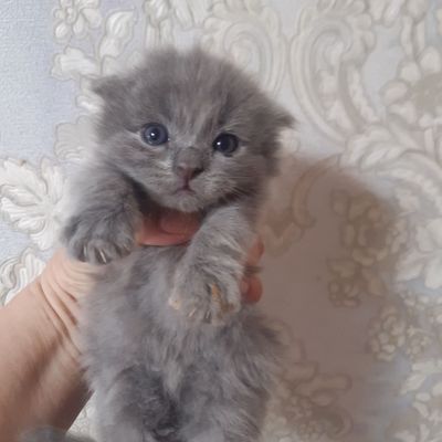 Британский хаммаси СОТИЛДИ