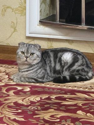 Zodli mushuk sotiladi soppa sog yahwi mehrli qollaga beramiz ozimiz bn