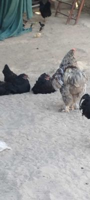 2 ta xoroz va 8 ta tovuq sotiladi