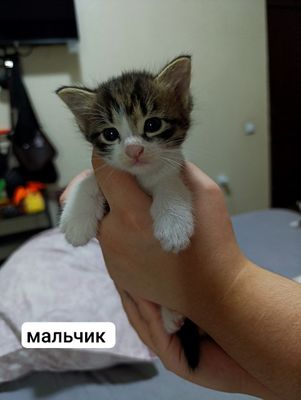 отдам котят в хорошую семью