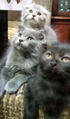 Скоттиш страйт