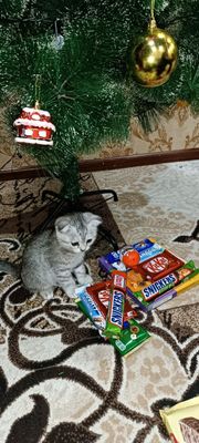 Котята шиншиллы скоттиш фолд! Очень игривые и добрые! Отличный друг!