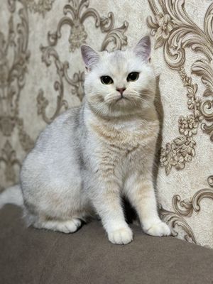 Серебристая шиншилла