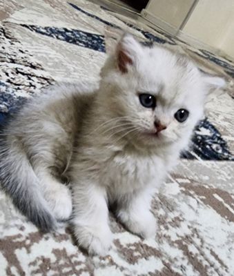mushuchalarmiz sotiladi tozza zot
