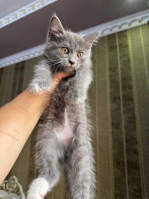 Dómboq turk angóra mushugi sotiladi