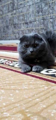 Вязка Чистокровный кот