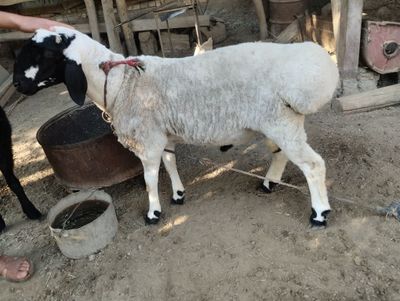 Quchqor barrala sotiladi