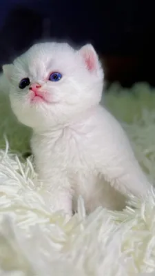 Британские шиншиллы из питомника