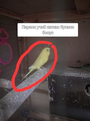 Папугайлар сотилди