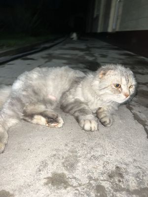 Mushuk sotiladi zotli KELISHAMIZA