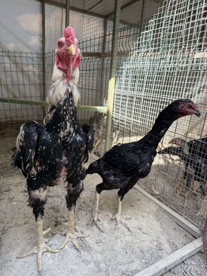 Dakan xoroz oilasi