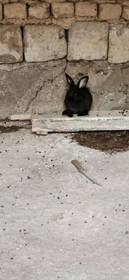 4 ta bor oladiganlar kelishamiz