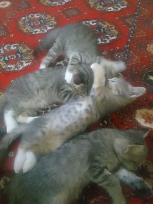 Mushuklar sotiladi