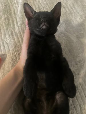 Продается короткошёрстный котенок