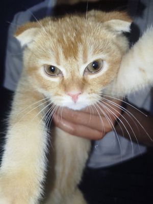 Scottish fold srochna