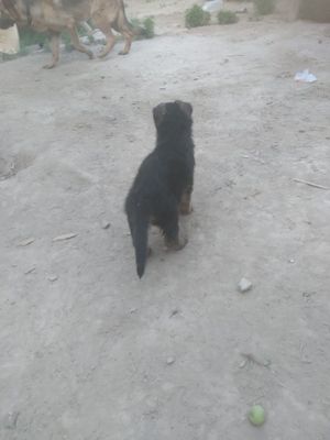 Немецкийкушик ит сатылад