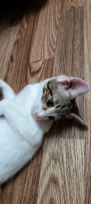котенок (мальчик)