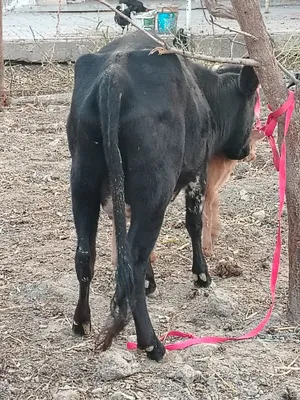 Асалому алейкум шу она бола сигиримиз сотилади боласи хукизча 4кунлик