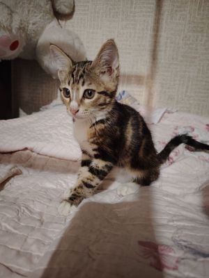 Отдам котёнка мальчик.
