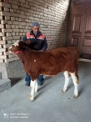 Toza smental buzoq 2.5 oylik sipati tozasi xaqiyqisi