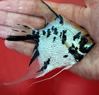 Skalyariylar sotiladi