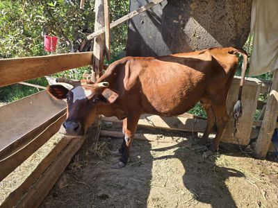 Ona bola sigir sotiladi