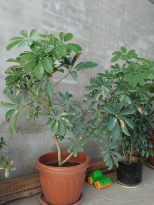 xonaki kotta gul