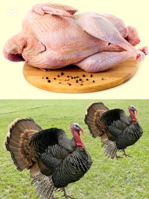 Домашняя птица, индюки и курицы