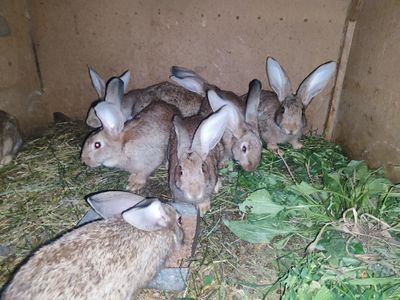 Velikan bolalari sotiladi