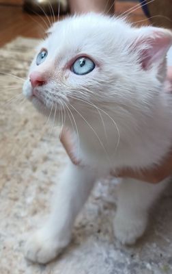 Котёнок вислоухий короткошерстная Британская