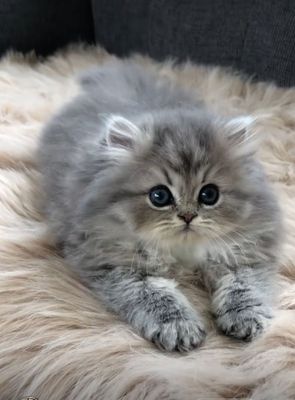 Продаются котята