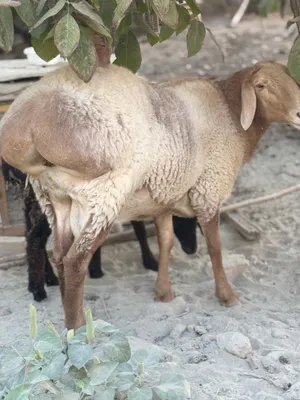 Qo'chqor sotiladi qazoqi 8mln yana kelishiladi