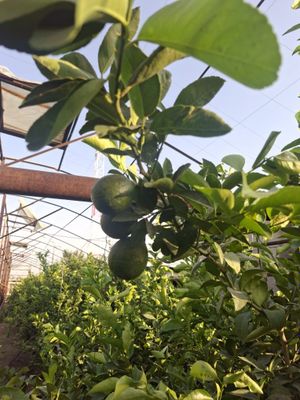 Продаётся 1 гектар( Не жилой/Нотурар) Цена указана за 1 соток