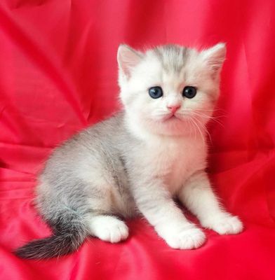 Продается вислоухий котенок, мальчик
