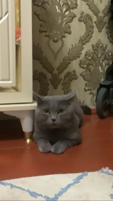 VYAZKA ga mushuk bor Strayt 2 yosh hamma vaksinalari qilingan