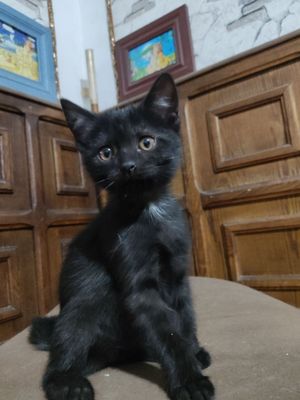 Кошечки 3 месячные!
