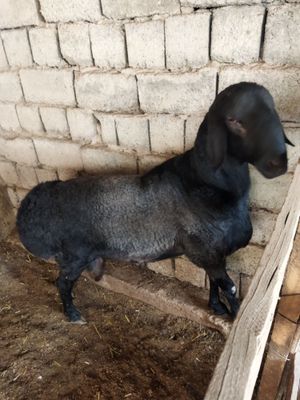 Qoy sotiladi 1 dona jivoy ves 89kg SERGELIDA
