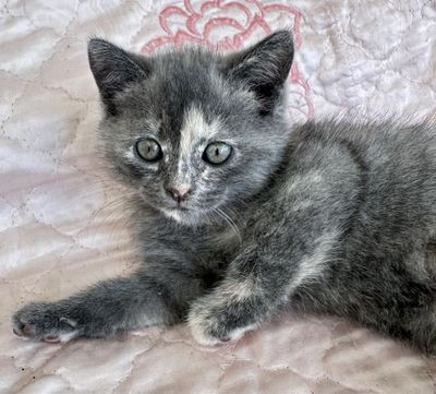 Котенок Скотиш страйт девочка