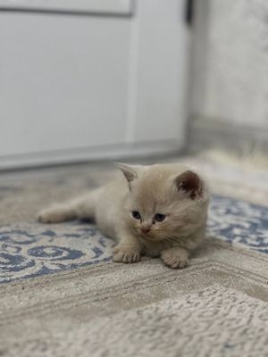 Mushuk britanskiy shinshila