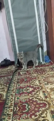 brit short biritanya mushug