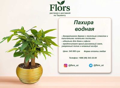 Цветы для дома и офиса - растение - Пахира водная