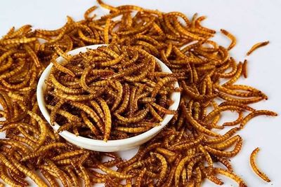 Мучний червь, Kepak qurti Behisob Protein, Oqsil + immunitet